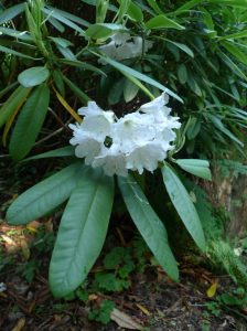 Rhododendron nursery